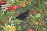 Image. Common Blackbird