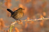 Image. Common Blackbird