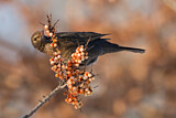 Image. Common Blackbird