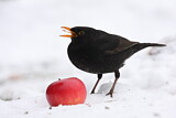 Image. Common Blackbird