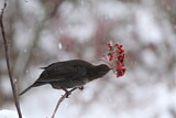 Image. Common Blackbird