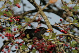 Image. Common Blackbird