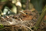 Image. Common Blackbird