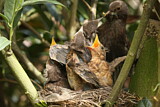 Image. Common Blackbird