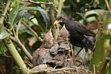 Image. Common Blackbird
