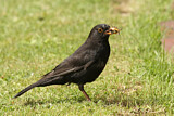 Image. Common Blackbird