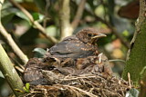 Image. Common Blackbird