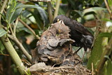 Image. Common Blackbird