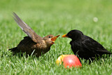 Image. Common Blackbird