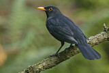 Image. Common Blackbird