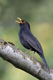 Image. Common Blackbird