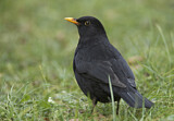 Image. Common Blackbird