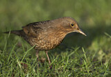 Image. Common Blackbird