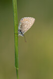 Image. Common Blue 