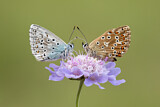 Image. Common Blue 