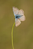 Image. Common Blue 