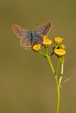 Image. Common Blue 