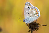 Image. Common Blue 