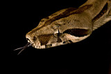 Image. Common Boa