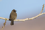 Image. Common Bulbul