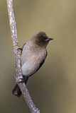 Image. Common Bulbul