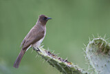 Image. Common Bulbul