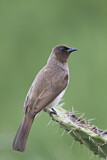 Image. Common Bulbul