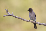 Image. Common Bulbul