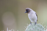 Image. Common Bulbul