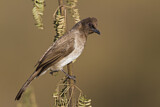 Image. Common Bulbul