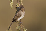 Image. Common Bulbul