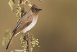 Image. Common Bulbul