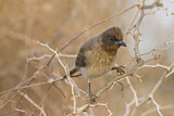 Image. Common Bulbul