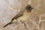 Image. Common Bulbul