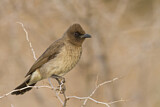 Image. Common Bulbul