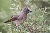 Image. Common Bulbul