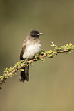 Image. Common Bulbul