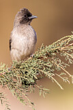 Image. Common Bulbul