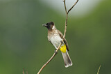 Image. Common Bulbul