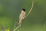 Image. Common Bulbul