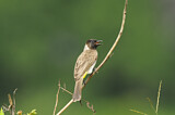 Image. Common Bulbul