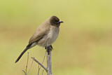 Image. Common Bulbul