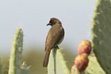 Image. Common Bulbul
