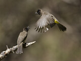 Image. Common Bulbul