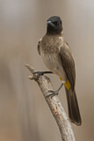 Image. Common Bulbul