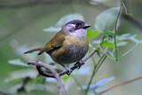 Image. Common Bush Tanager
