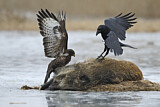 Image. Common Buzzard & Northern Raven