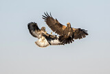 Image. Common Buzzard & Western Marsh Harrier