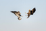 Image. Common Buzzard & Western Marsh Harrier