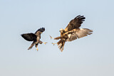 Image. Common Buzzard & Western Marsh Harrier